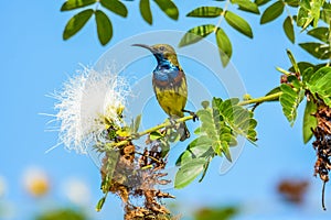 Male Olive-backed sunbird