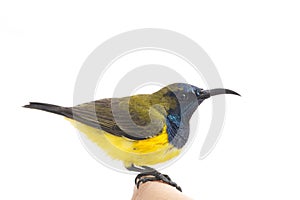 Male Olive-backed sunbird - Cinnyris jugularis,  Nectarinia jugularis also known as the yellow-bellied sunbird,
