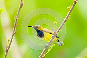 Male Olive-backed sunbird