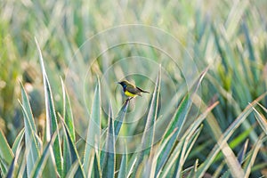 The male olive black sunbird