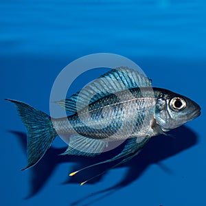 Male Ophthalmotilapia ventralis