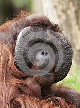 Male orang utan