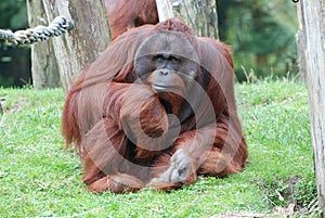 Male Orang Utan - sitting and staring at a Zoo photo