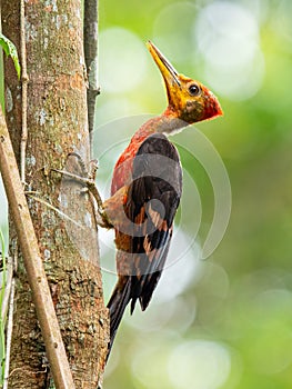 Male Orange-backed Woodpecker orange colour photo