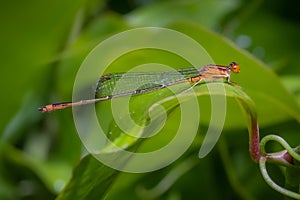 A male Orange Bluet (Enallagma signatum) perches upon a green leaf