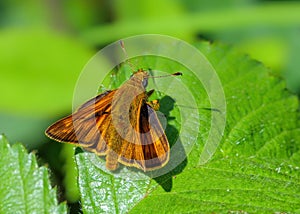 Large Skipper butterfly - Ochlodes sylvanus resting on a leaf photo
