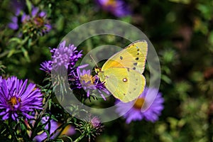 Male Orange sulfur butterfly or Colias eurytheme on New England Aster in the late summer sun.