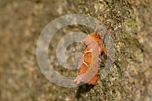 Male Orange swift