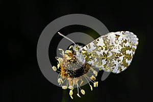 Male Orange Tip, Anthocharis cardamines