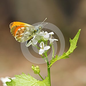 Male orange-tip butterfly