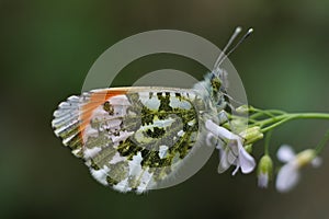 Male Orange -Tip Butterfly