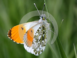 Male Orange Tip Butterfly