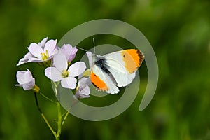 A male orange tip butterfly Anthocharis cardamines