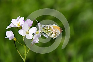 A male orange tip butterfly Anthocharis cardamines