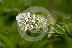 Male Orange Tip Butterfly, Anthocharis cardamines