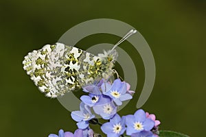 A male Orange-tip Butterfly, Anthocharis cardamines, perched on a forget-me-not flower.