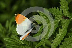 A Male Orange-tip Butterfly Anthocharis cardamines perched on a leaf.