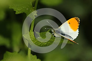 A male Orange-tip Butterfly, Anthocharis cardamines, perching on a Garlic Mustard leaf in spring.