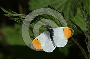 A male Orange-tip Butterfly, Anthocharis cardamines, perching on a stinging nettle leaf in springtime.
