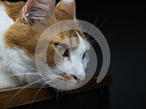 Male orange and white cat relaxing on tabletop