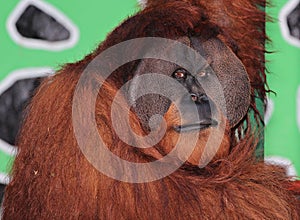 Male Orangutan