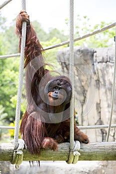 Male Orangutan.