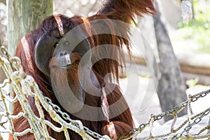 Male Orangutan.