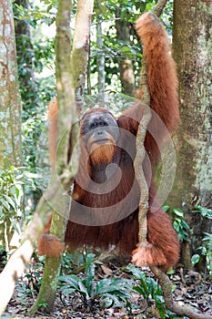 Male Orangutan Bukit lawang