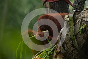 Male orangutan eating leaves behind the tree