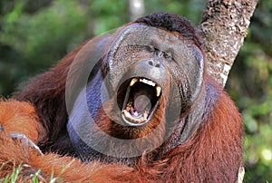 The male of the orangutan grimaces and yawns.