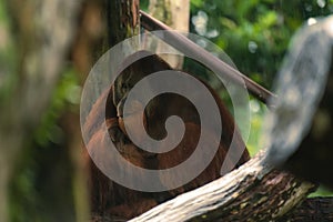 The male of the orangutan has a rest under a tree and observes of tourists