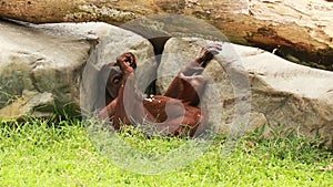 A male orangutan lies on the grass under a tree and eats fruit. A wild orangutan in the rainforest of island Borneo