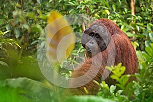 Male orangutan orang-utan - Borneo