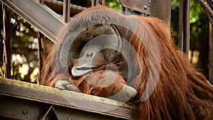 Male orangutan resting