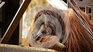 Male orangutan resting