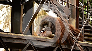 Male orangutan resting in a natural park
