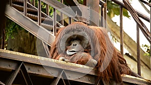 Male orangutan resting in a natural park