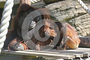 A male orangutan sleeps on a sunny day at the zoo, with his baby next to him