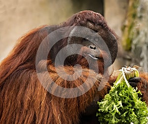 Male Orangutan Snacks at Zoo Tampa at Lowery Park