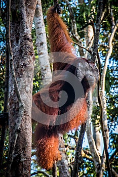 A male orangutan, stands watch in a tree