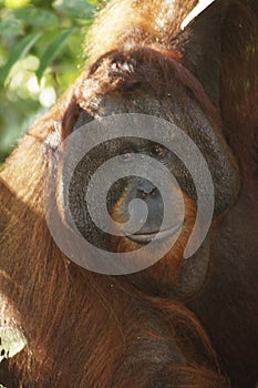 Male orangutan, Tanjung Puting National Park, Island of Borneo, Indonesia