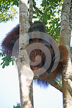 Male orangutan, Tanjung Puting National Park, Island of Borneo, Indonesia
