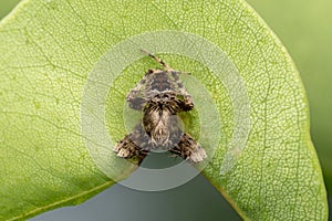 Male Orb weaver spider, Neoscona nautica, araneidae, Satara photo