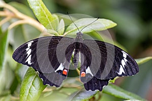 Male Orchard Butterfly