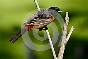 Male orchard oriole