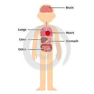 Male organ chart