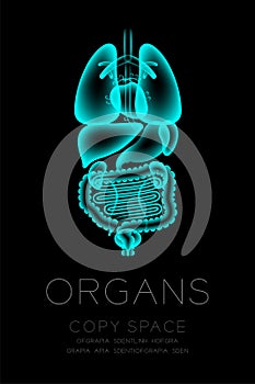 Male Organs X-ray set, Normal concept idea illustration isolated