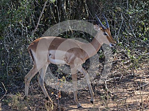 Male Oribi antelope walking slowly through the bush in South Africa