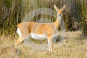 Oribi buck standing in the vedlt