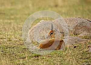 Male Oribi Ourebia ourebi